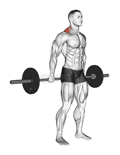 Barbell Behind The Back Shrug demonstration