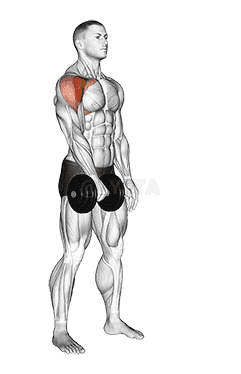Dumbbell One Arm Front Raise demonstration