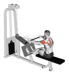Cable Rear Delt Row demonstration