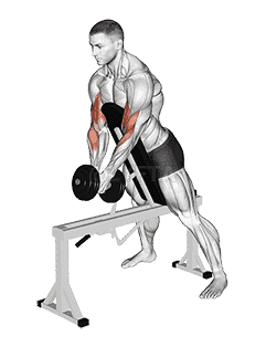 Dumbbell Single Spider Curl with Chest Support demonstration