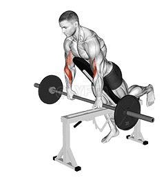 Barbell Incline Reverse grip Spider Curl with Chest Support demonstration