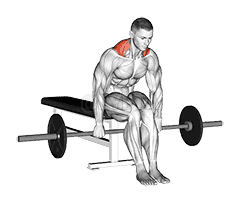 Barbell Seated Shrug demonstration
