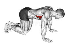 Kneeling Scapular Push-Up demonstration
