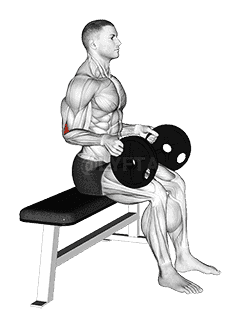 Weighted Seated Neutral Wrist Curl demonstration