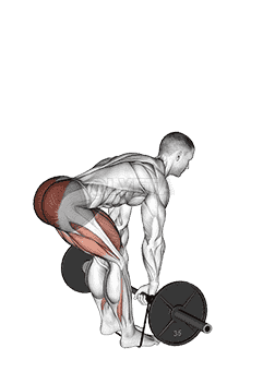Barbell Banded Romanian Deadlift demonstration