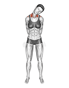 Neck Side Stretch demonstration