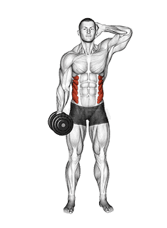 Dumbbell Side Bend demonstration