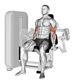 Lever Biceps Curl demonstration