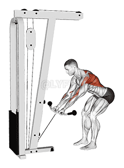 Cable Bent-Over Reverse Grip Row demonstration