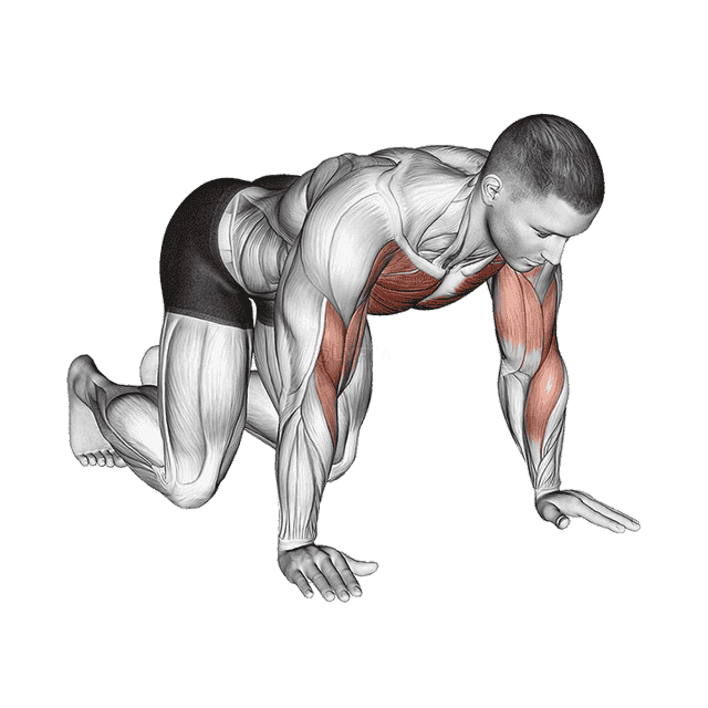 Kneeling Shoulder Tap demonstration