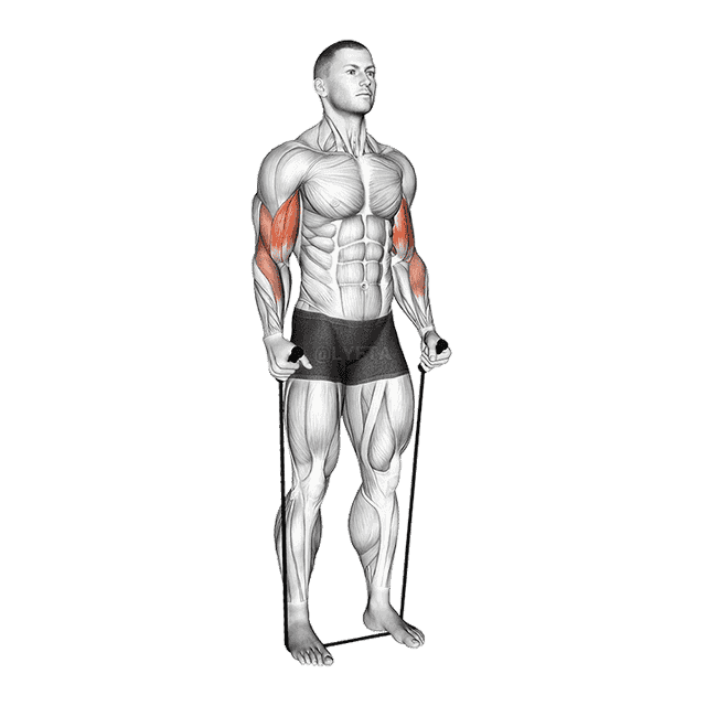 Band Standing Hammer Curl demonstration