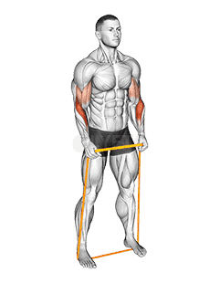 Resistance Band Hammer Curl demonstration
